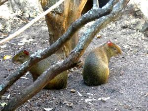 Agouti d'Azara