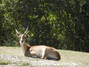 Cobe de Lechwe