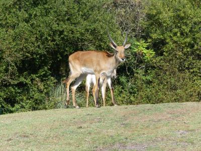 Cobe de Mrs Gray - 2022