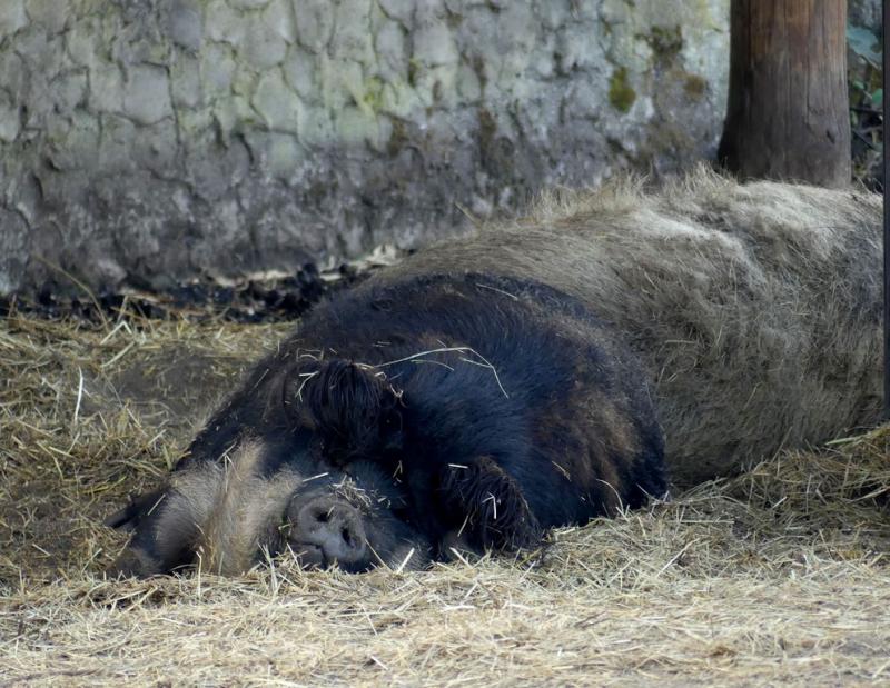 Cochon laineux