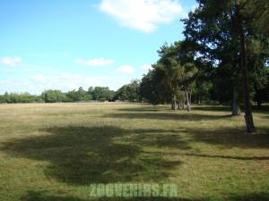 Antilope cervicapre - Cerf axis