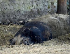 Cochon laineux