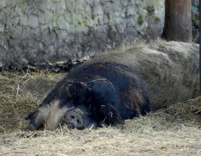 Cochon laineux - 2022