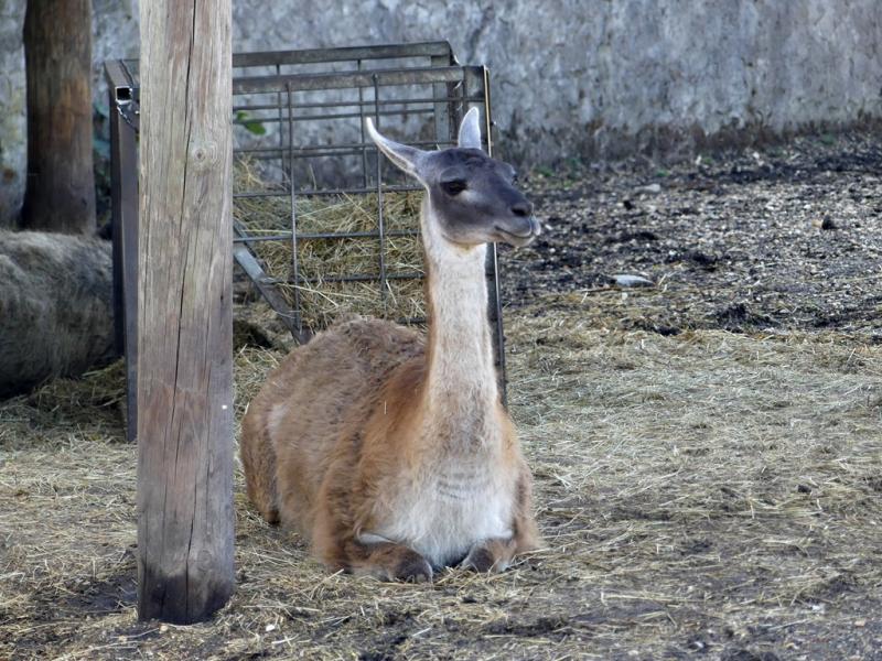 Guanaco