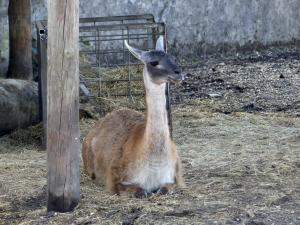 Guanaco