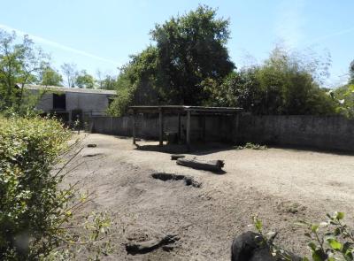 Guanaco - Cochon laineux - 2022