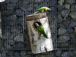 Loriquet arc-en-ciel