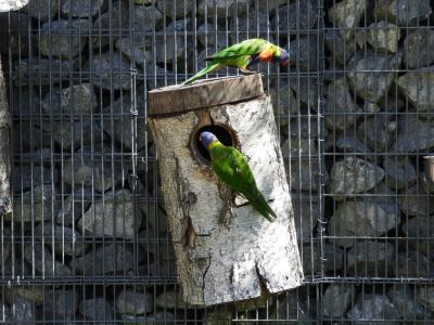 Loriquet arc-en-ciel - 2022