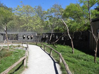 Loriquet arc-en-ciel - 2022