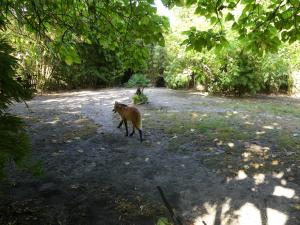 Loup à crinière