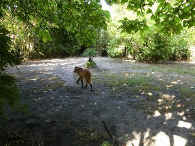 Loup à crinière - 2022