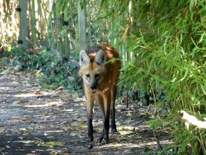 Loup à crinière