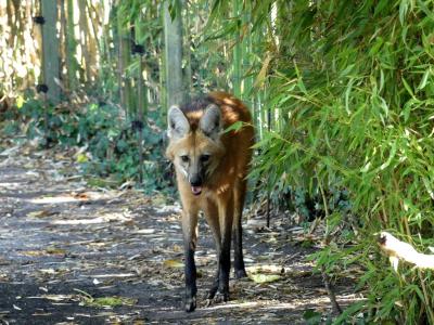 Loup à crinière - 2022