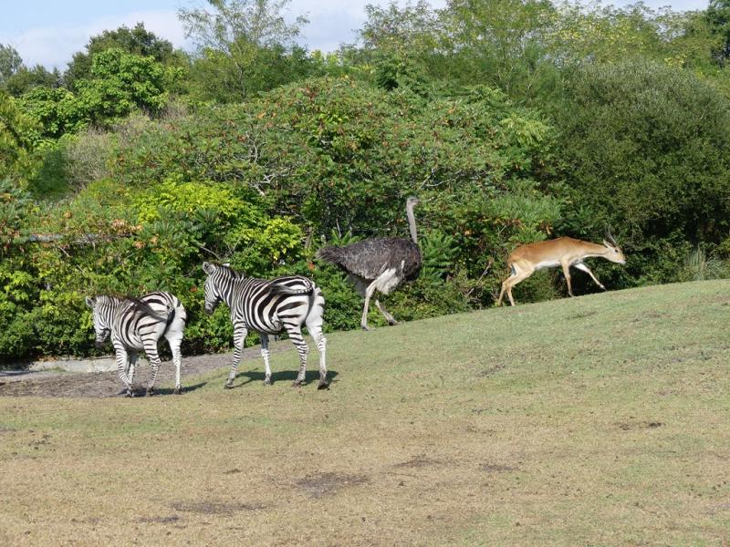 Plaine africaine