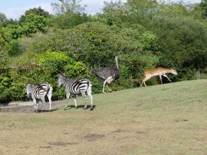 Plaine africaine