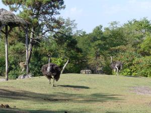 Plaine africaine