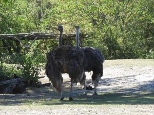 Autruche
