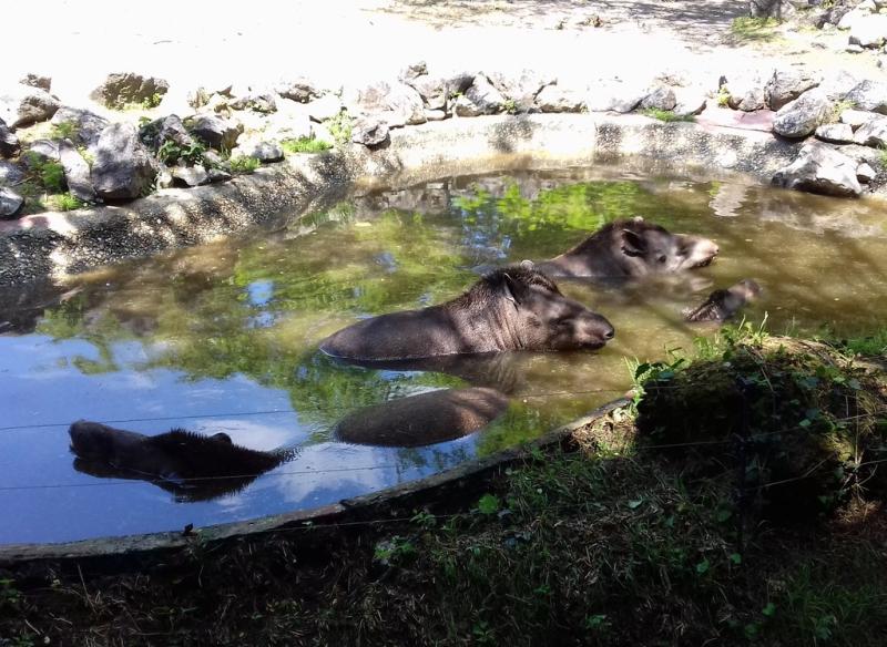 Tapir terrestre