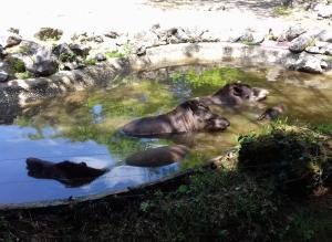 Tapir terrestre