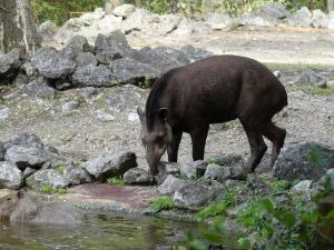 Tapir terrestre