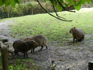 Capybara