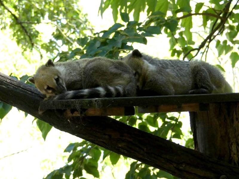 Coati roux