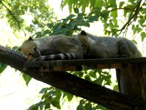 Coati roux