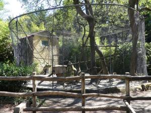 Gibbon lar