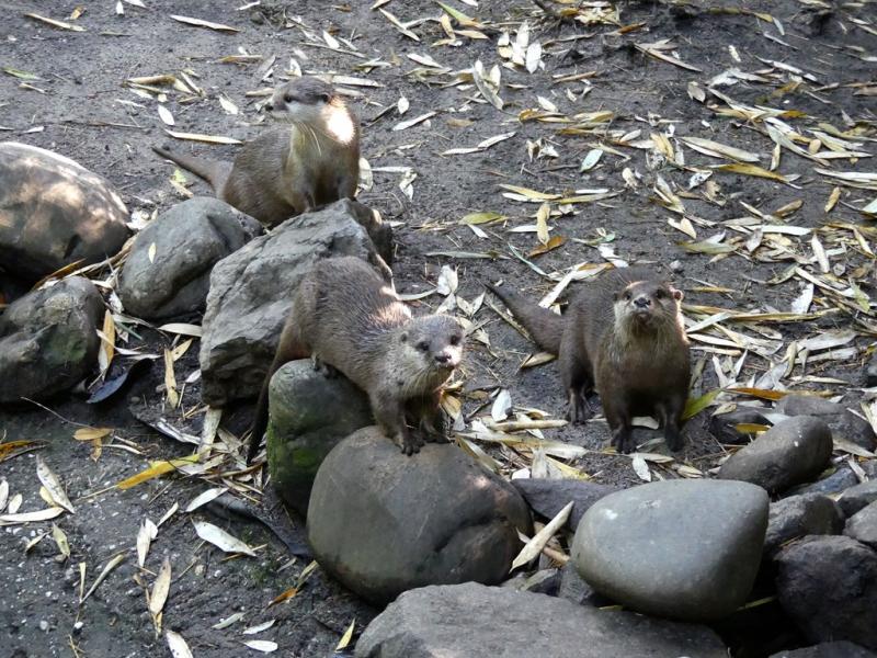 Loutre naine d'Asie