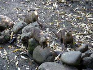 Loutre naine d'Asie