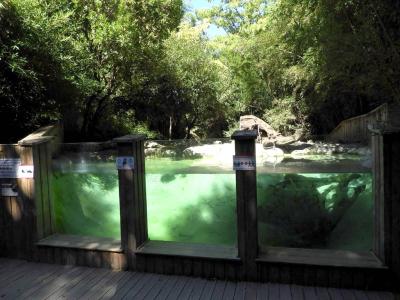 Loutre naine d'Asie - 2022