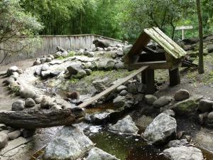 Loutre naine d'Asie