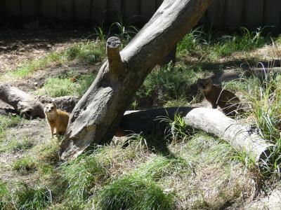 Mangouste jaune - 2022