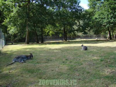 Wallaby de Bennett - 2010