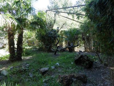 Martin chasseur géant - 2022