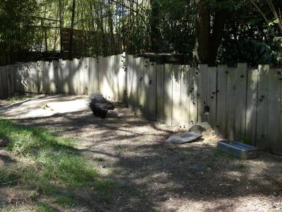 Porc-épic à crête - 2022