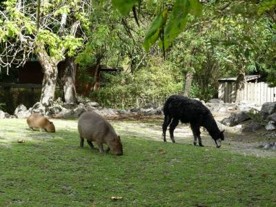 Pampa sud-américaine - 2022