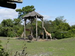 Plaine africaine