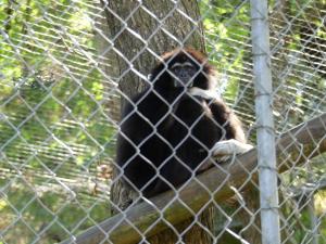 Gibbon lar