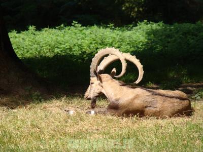 Bouquetin de Nubie - 2010