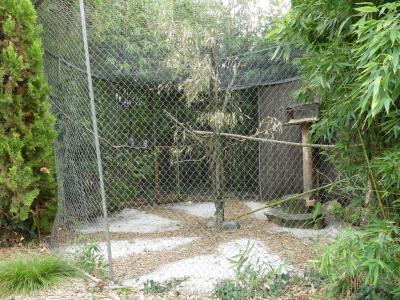 Gris du Gabon - 2022