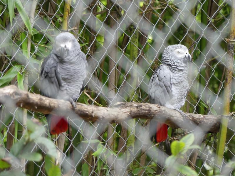Gris du Gabon