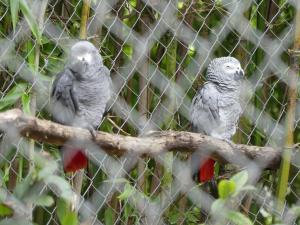 Gris du Gabon