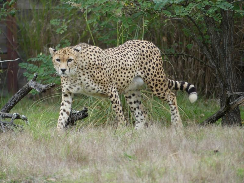 Guépard