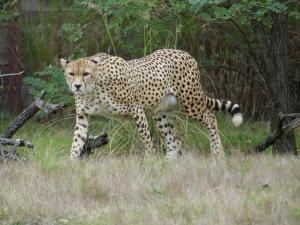 Guépard