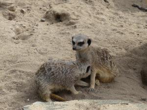 Suricate