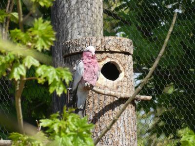 Cacatoés rosalbin - 2022