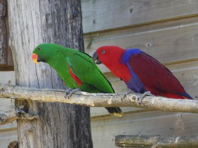 Grand éclectus - 2022