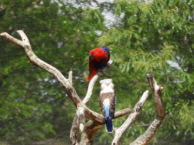 Grand éclectus - 2022