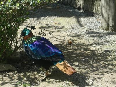 Lophophore resplandissant - 2022